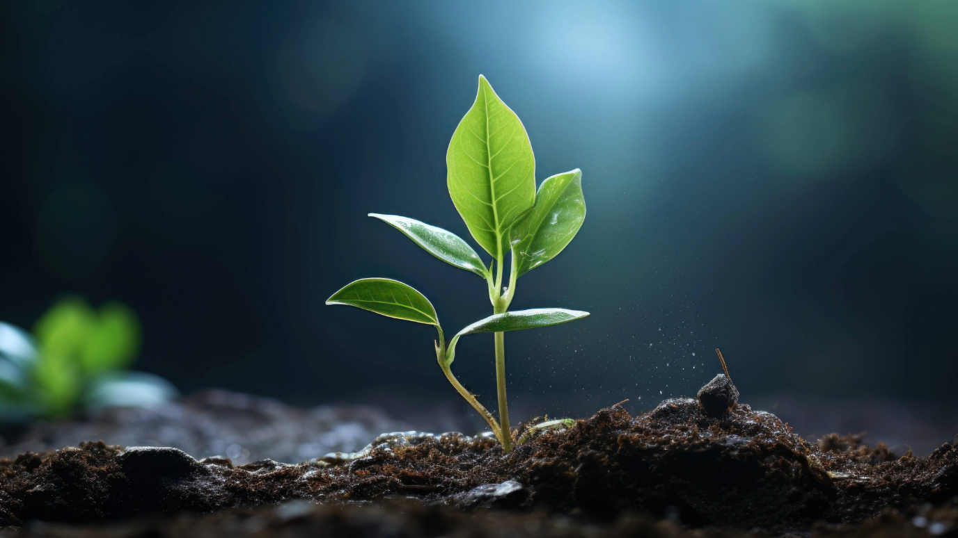 A photograph of a plant seedling with a few leaves growing out of soil towards light shining in the upper right